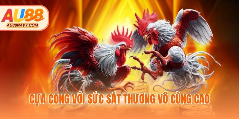 Cựa cong với sức sát thương vô cùng cao