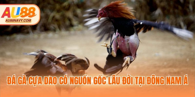 Đá gà cựa dao có nguồn gốc lâu đời tại ĐNÁ