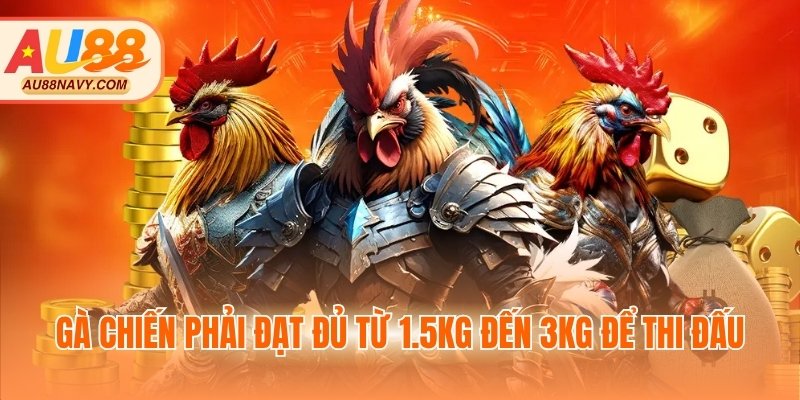 Gà chiến phải đạt đủ từ 1.5kg đến 3kg để thi đấu