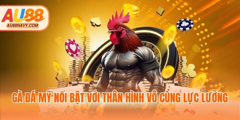 Gà đá Mỹ nổi bật với thân hình vô cùng lực lưỡng