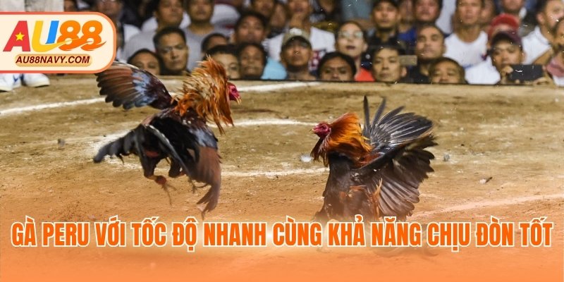 Gà Peru với tốc độ nhanh cùng khả năng chịu đòn tốt